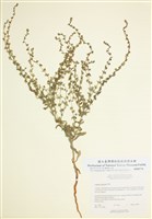 藏品(鶴蝨)的圖片